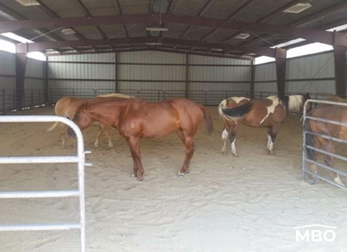 Horses in Arena Building Arena Building Horses