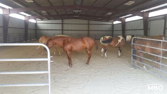 Horses in Arena Building Arena Building Horses