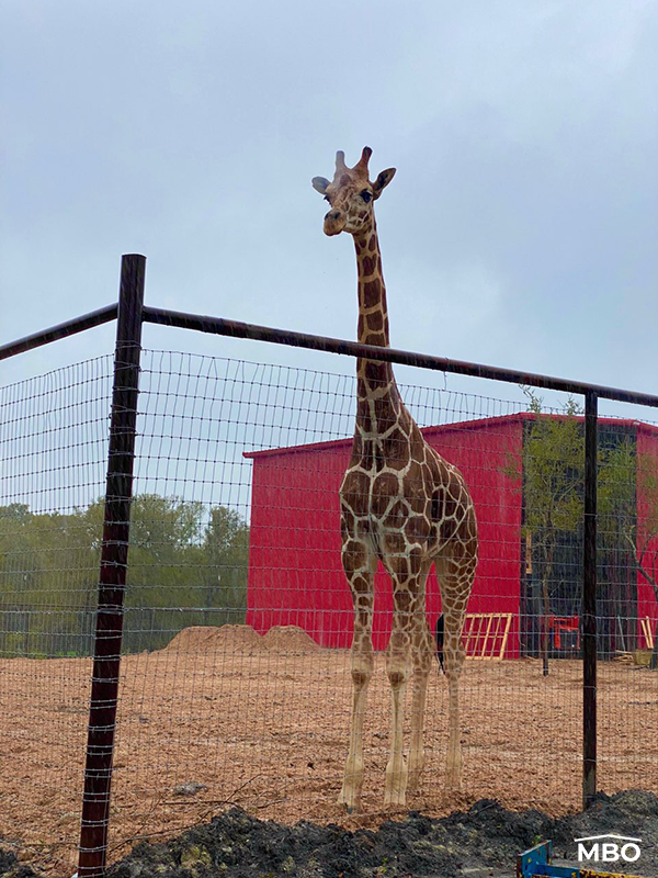 Giraffe House Giraffe Housing