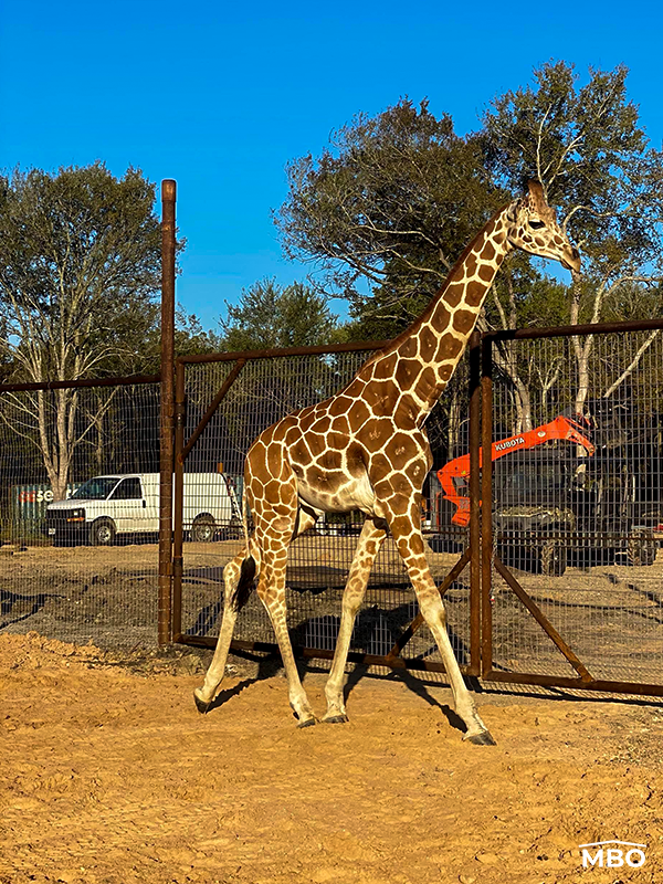 Giraffe Client Giraffe